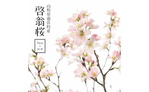 啓翁桜 約70cm×10本（3月中旬発送）※着日指定不可 東北 山形県 遊佐町 庄内地方 桜 木 植物 枝 切り花 花束 お花 室内 リビング 玄関 アレンジにも お正月飾り 冬 春 新春 迎春 新年 成人の日 成人式 卒業 卒園 退職 ピンク