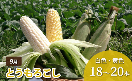 【先行予約】十勝幕別 北の畑のオーナーさん 人気の旬野菜 年4回定期便［2027年5月出荷開始］北海道ホープランド農場 【 アスパラ とうもろこし コーン じゃがいも ジャガイモ 玉ねぎ 野菜 定期便