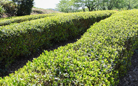 上粉茶(煎茶) 大容量セット(200ｇ×10本)