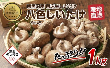 【無地のし】 南魚沼産 八色 しいたけ 1kg シイタケ 椎茸 生しいたけ きのこ キノコ 肉厚 越季 新潟県 南魚沼市