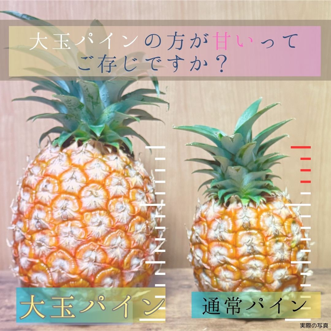 【先行予約】《2025年夏季 順次発送》石垣島産・大玉ピーチパイン ３玉 約3.0kg【 沖縄県石垣市 石垣島 フルーツ 果物 パイン 産地直送 】SI-37