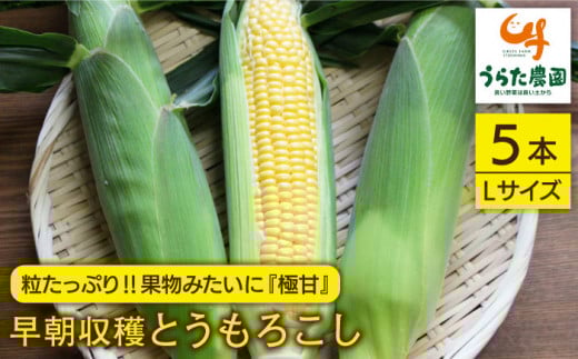 【先行受付】大人気！！果物みたいに『極甘』早朝収穫とうもろこし Lサイズ（300g）×5本【2026年6月中旬以降順次発送】≪糸島市≫ 糸島市 / 有限会社ウラタ農園とうもろこし/トウモロコシ/期間限定 [ALI004]