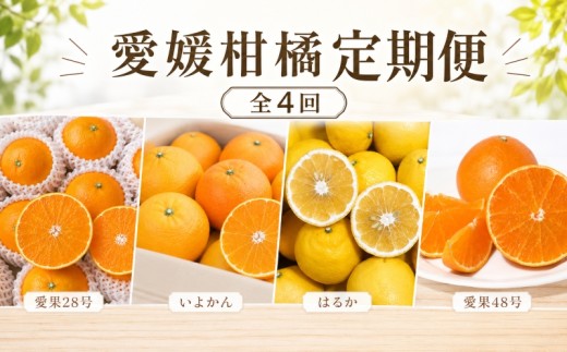柑橘 定期便 【全4回】 愛媛柑橘定期便  【2026年11月下旬頃順次発送】 | あいか  いよかん はるか みかん 紅まどんな と同品種 紅プリンセス と同品種 定期便 お楽しみ 旬 フルーツ 果物 定期便 果物 愛媛県 松山市