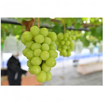 【2025年先行受付】～シャインマスカット～　2～3房(約1.1kg)Domaine MARUTA【配送不可地域：離島】【1449581】