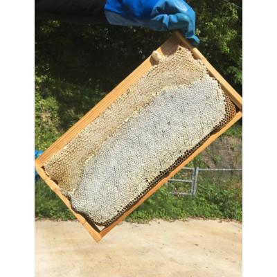 ふるさと納税 江津市 島根の蜂蜜(里山の春)(450g×1本) |  | 03