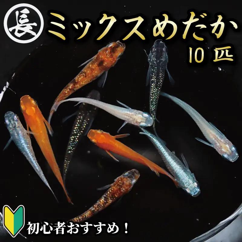 【メダカ】ミックスめだか 10匹 死着補償 飼育ガイド