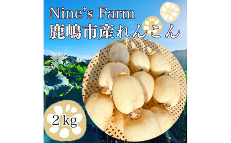 れんこん 2kg オーガニック 蓮根