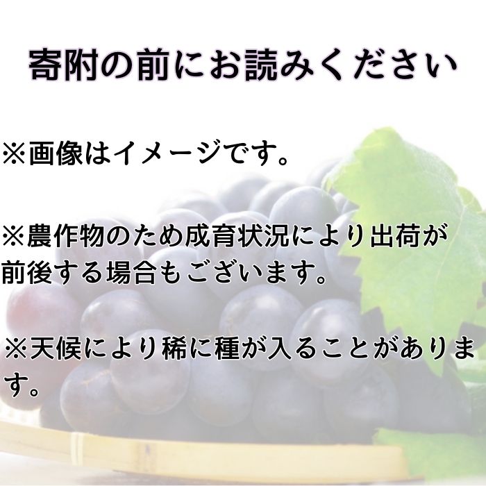【南信州高森産】ふるさとの恵みナガノパープル1.5kg  長野県 信州 農家直送 果物 くだもの ぶどう 旬のぶどう 寺沢孝臣