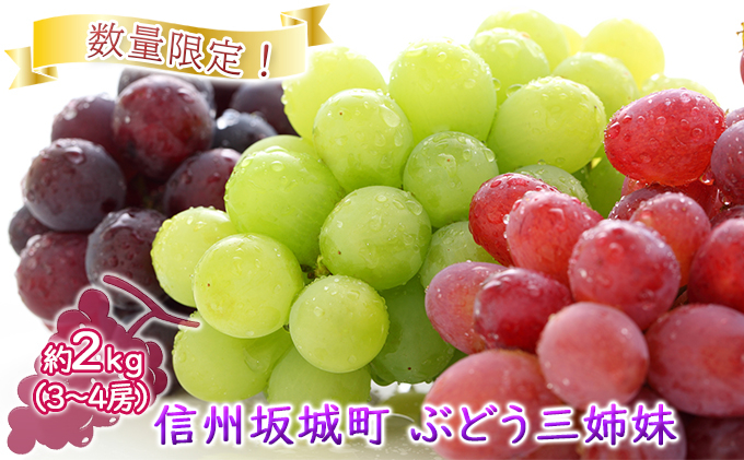 
[№5729-0422]数量限定！「ぶどう三姉妹」3種 2kg（3～4房） ナガノパープル・ シャインマスカット・ クイーンルージュ🄬
