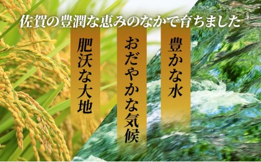 《最短(3〜5営業日)発送》令和7年産 さがびより 佐賀県産（精米）20kg
