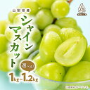 【ふるさと納税】厳選 池田青果のシャインマスカット 1kg / 1.2kg ふるさと納税 _ 1000g 1200g 2房~3房 フルーツ 果物 ぶどう ブドウ マスカット 葡萄 くだもの ギフト プレゼント 贈り物 贈答 山梨県 山梨市 山梨産 ふるさと 【配送不可地域：離島・沖縄県】