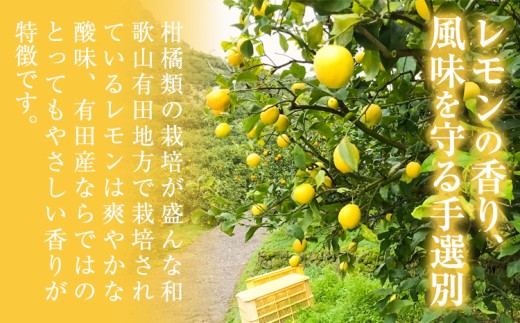 紀州和歌山 有田レモン 約2kg 有田マルシェ《2026年9月下旬-2027年2月下旬頃発送予定》 和歌山県 日高町 れもん 檸檬 フルーツ ギフト 送料無料