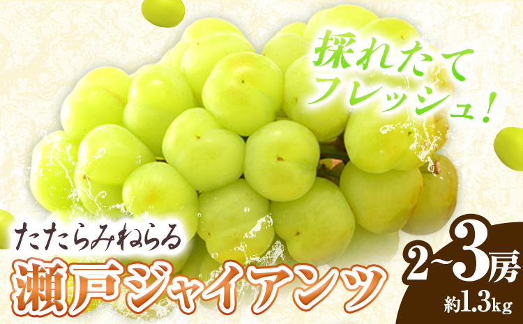 2025年 先行予約 たたらみねらる 瀬戸ジャイアンツ 約1.3kg(2~3房) Y＆G.ディストリビューター株式会社《2025年8月下旬-10月下旬頃出荷》岡山県 笠岡市 マスカット ぶどう ブドウ 葡萄 フルーツ 果物---2-22a---