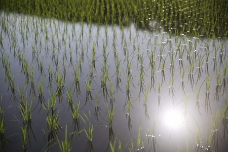 【令和7年産】《米冠位受賞》［自然農法］武川米　こしひかり　玄米 1.5kg　コシヒカリ お米 自然農法 農薬・化学肥料不使用 お弁当 おにぎり 山梨県 北杜市