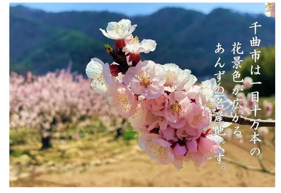 あんず 千曲の干し杏   120g （6袋） |  あんず