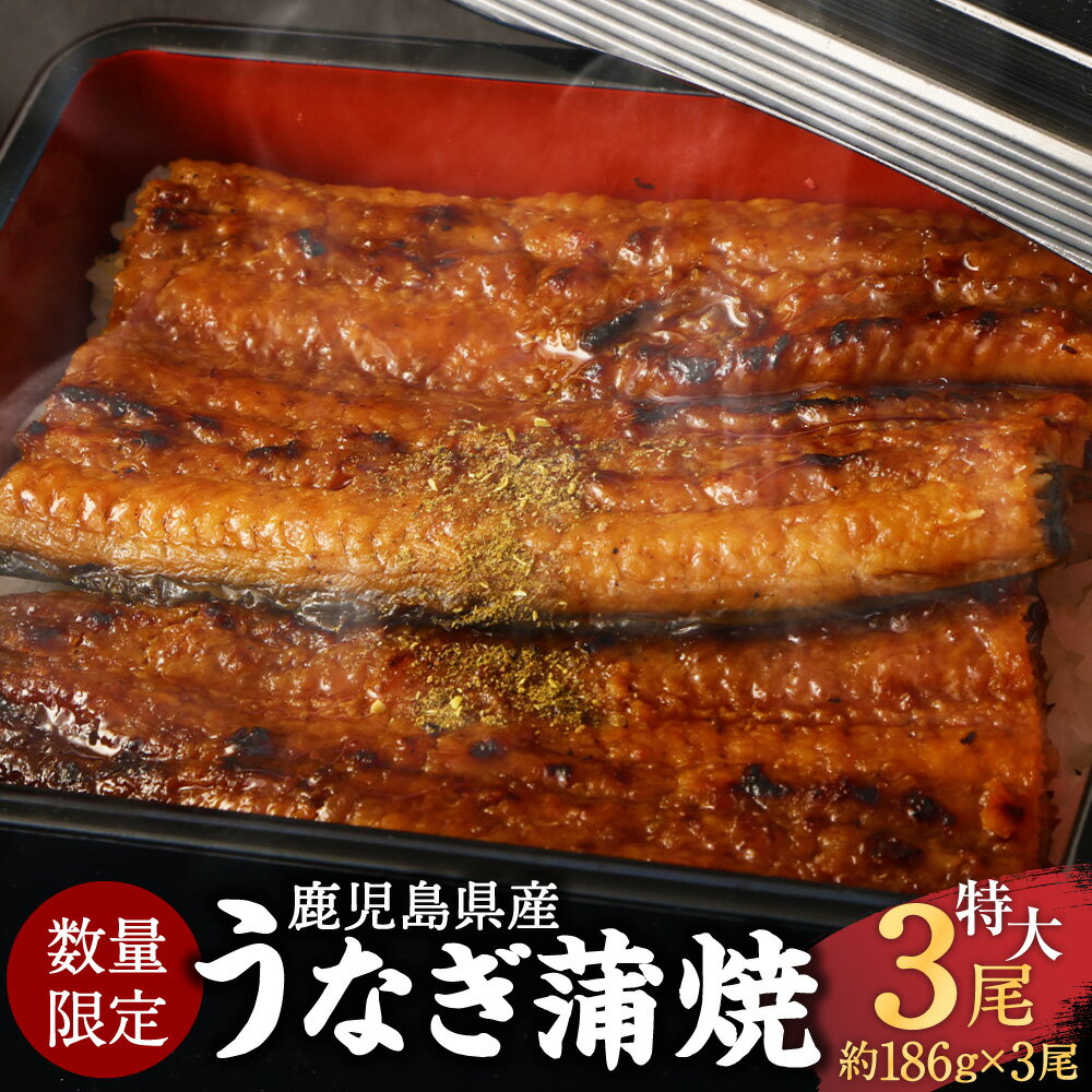 【ふるさと納税】【数量限定！配送月が選べる！】鹿児島県産 特大サイズうなぎ蒲焼3尾 合計558g以上 鰻蒲焼うなぎウナギ鹿児島県 薩摩川内市 送料無料