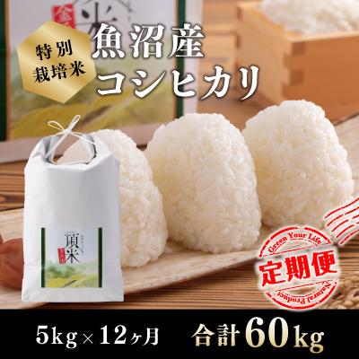 ふるさと納税 十日町市 【毎月定期便】【特別栽培米】頂米 金兵衛 魚沼産コシヒカリ(精米)5kg 全12回