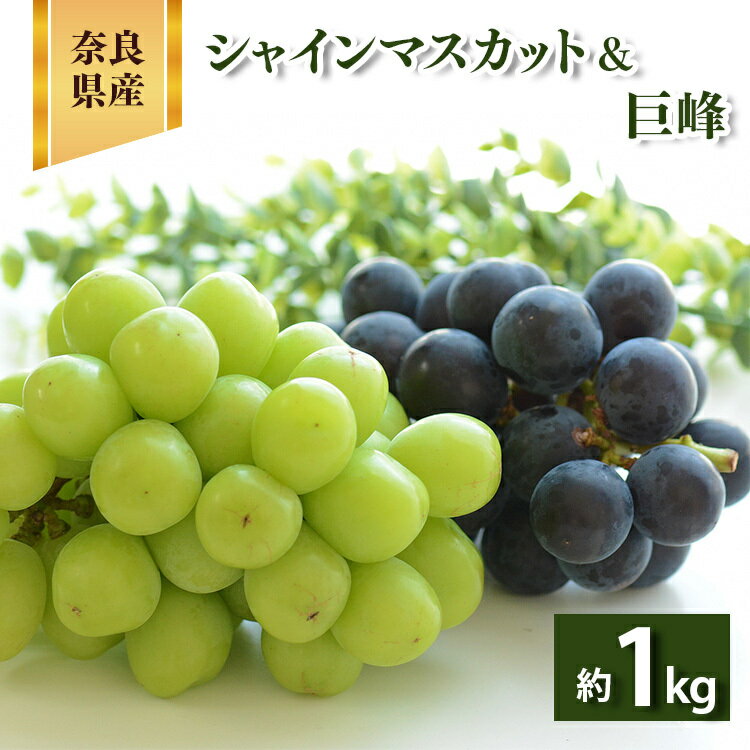 【ふるさと納税】シャインマスカット & 巨峰 約1.0kg 2房 | ※8月下旬より発送 果物 くだもの フルーツ ぶどう 葡萄 1キロ 1kg 1房ずつ 奈良県 吉野 大淀町 マスカット 食べ比べ
