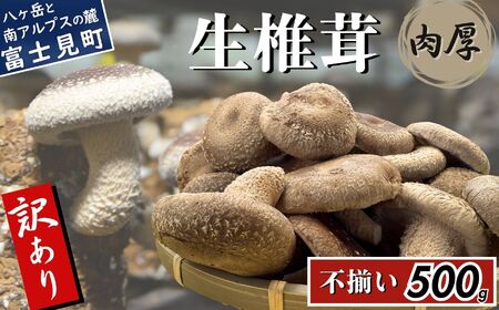 訳あり 肉厚国産 生しいたけ 500g | しいたけ 株式会社レインボー