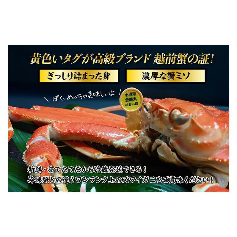【1月出荷】かに 越前ガニ 訳あり 1本足折れ 600g～800g ボイル  茹で 越前がに 越前かに ずわいがに ズワイガニ カニ 姿  蟹鍋 献上ガニ 産地直送 お歳暮 福井県おおい町 ギフト
