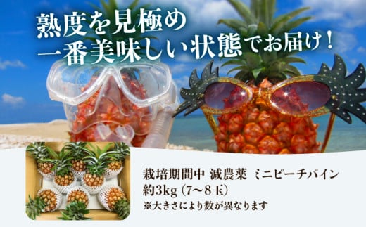 2026年 先行予約 栽培期間中 減農薬 ミニピーチパイン 3kg (7～8玉)  西表島アナナス農園 完熟 パイン 果物 フルーツ