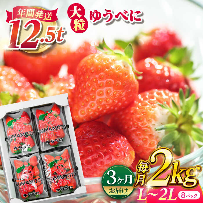 【ふるさと納税】【先行予約】【3回定期便】大粒いちご L〜2L ゆうべに 2kg（8pc）【熊本ベリー】[ZER005] イチゴ 苺 ストロベリー 旬 評判 レビュー 完熟 フレッシュ 国産 熊本県産 山鹿 果物 くだもの フルーツ 人気 産地直送 特産 ブランド おすすめ 期間限定 送料無料