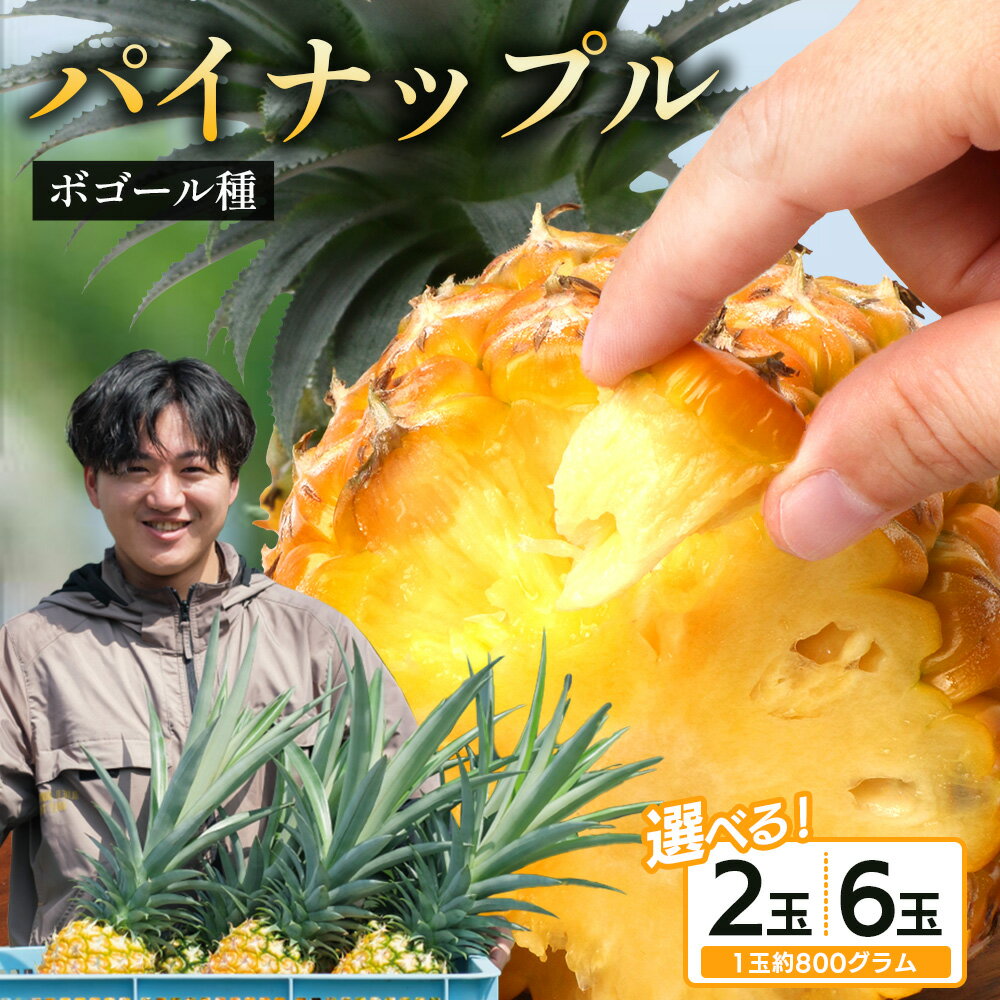 【ふるさと納税】【数量限定！】選べる内容量（2玉・6玉）パイナップル/ボゴール種 ｜パイン パイナップル パインアップル フルーツ ボゴールパイン スナックパイン 産地直送 送料無料 鹿児島県 南大隅町 株式会社デラセーラ