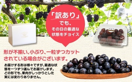 房の形が悪い・小さい、ツブの大きさが小さい不揃い、不揃い色付きが悪い・傷が付いているなど選別で規格から外れたブドウです。