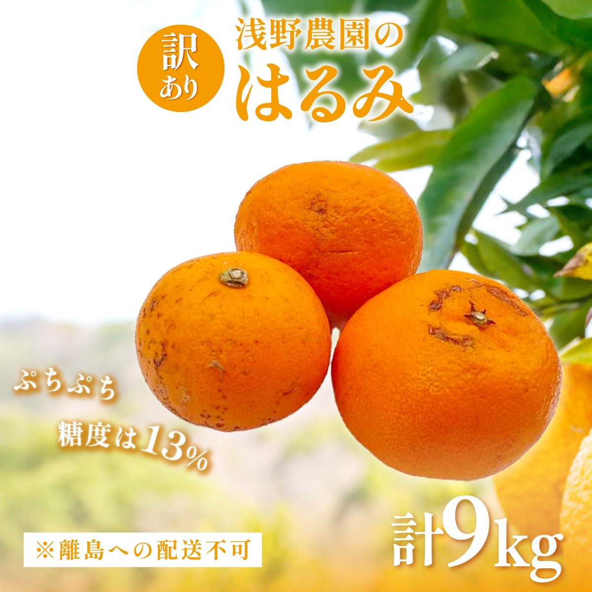 
            【先行予約】【訳あり】はるみ9kg※離島への配送不可（2026年2月上旬頃より順次発送予定） 【 ふるさと納税 人気 おすすめ ランキング 柑橘 みかん ミカン フルーツ 果物 愛媛 有名 代表 高級 愛媛 愛媛県産 愛媛みかん 浅野農園 愛媛県 伊方町 送料無料 】IKTAC032
          