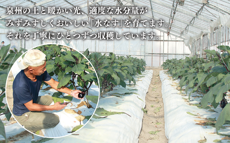 泉州 泉佐野市産 ハウス水なす 6個【茄子 泉佐野産 とれたて 新鮮野菜 やさい 高評価 数量限定】 005A759
