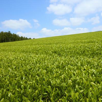 ふるさと納税 佐世保市 【有機栽培茶】北村の和紅茶ティーバッグ40包 |  | 01