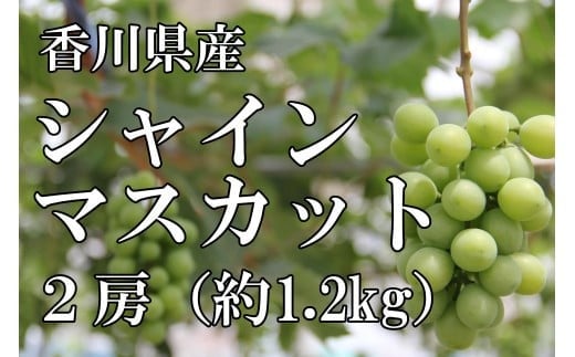 〈先行予約受付開始〉2026年産　香川県産シャインマスカット２房【２０２６年８月中旬以降発送予定！】