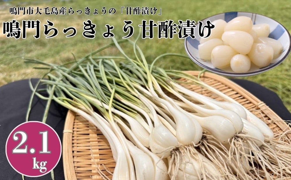 
            鳴門らっきょう甘酢漬け｜　鳴門海峡 らっきょう  甘酢漬 シャキシャキ 歯ごたえ 　付け合わせ カレー サラダ 甘酢炒め タルタルソース 南蛮漬け
          