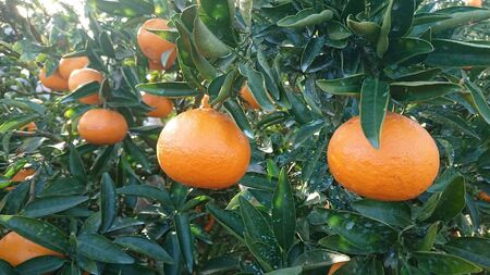 【先行受付】【数量限定】【家庭用】せとか（生果）5kg（2026年2月頃より順次発送） IKTQ010 | せとか みかん みかん