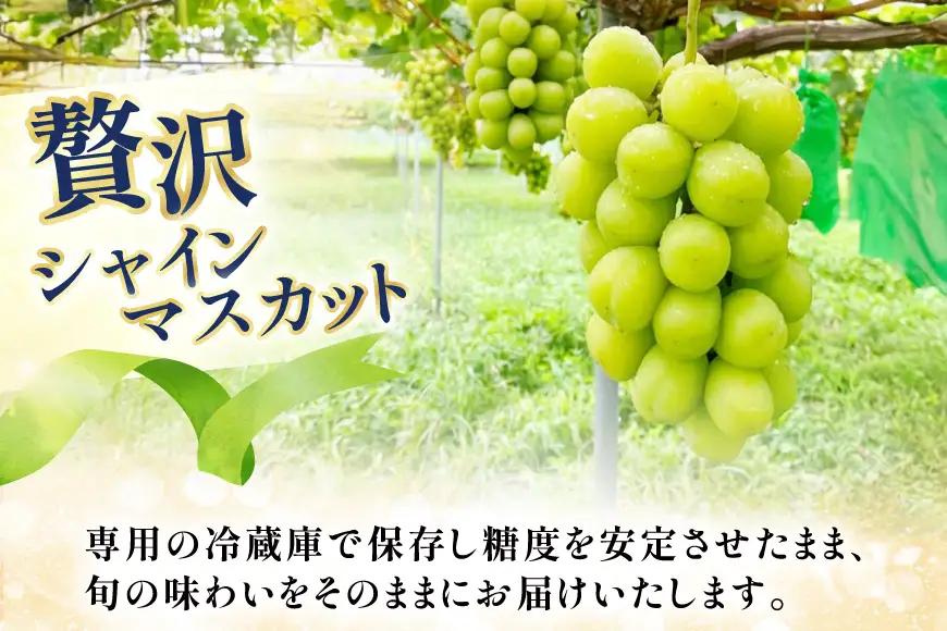 【期間限定発送】 シャインマスカット 冬出し 3～4房 約2kg