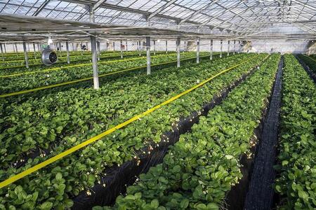 【先行予約・朝採り・農園直送（1月~2月収穫・発送）】栃木県産とちあいか（レギュラー270ｇ×4パック）×1箱