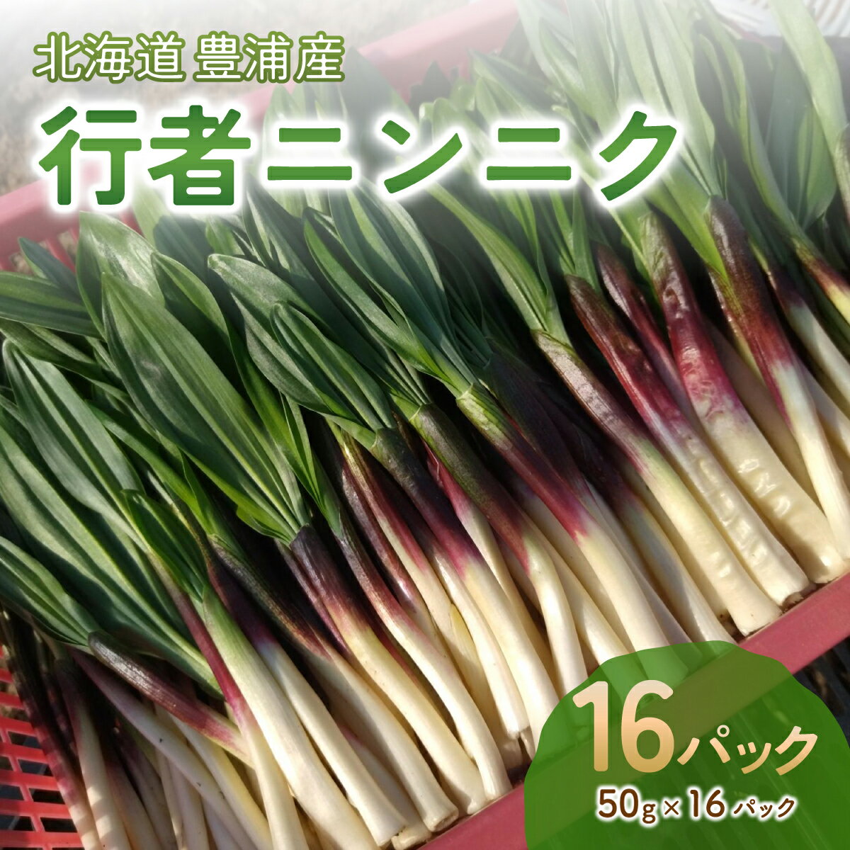 【ふるさと納税】 【令和8年2月上旬以降発送】行者ニンニク 50g×16パック 北海道 豊浦町産 アイヌネギ ヒトビロ キトビロ 【 ふるさと納税 人気 おすすめ ランキング ギョウジャニンニク 行者 にんにく 山菜 おいしい 北海道 豊浦町 送料無料 】 TYUK006