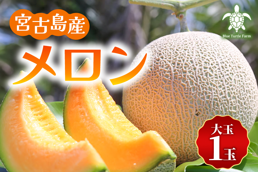 【2026年冬先行予約】宮古島産赤肉冬メロン 大玉1玉（2kg以上）【ブルータートルファーム】（DC014）