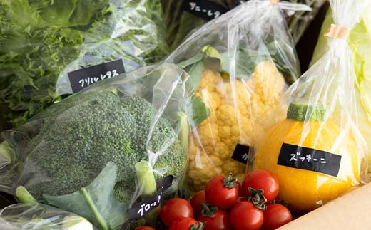季節の彩り野菜セットMサイズ(9～11品) 野菜 詰め合わせ 新鮮 産地直送 北海道 江別市 EB8-0154
