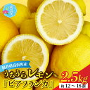 【ふるさと納税】【先行予約】日本海で育ったうちうらレモン「ビアフランカ2.5kg」皮まで丸ごと食べられます！【1月初旬より順次発送】 [A-022036]|ビタミン 鮮度 健康 果汁 防腐剤 不使用 レモン ノーワックス 良品 フルーツ 果物 くだもの 期間限定 数量限定 送料無料