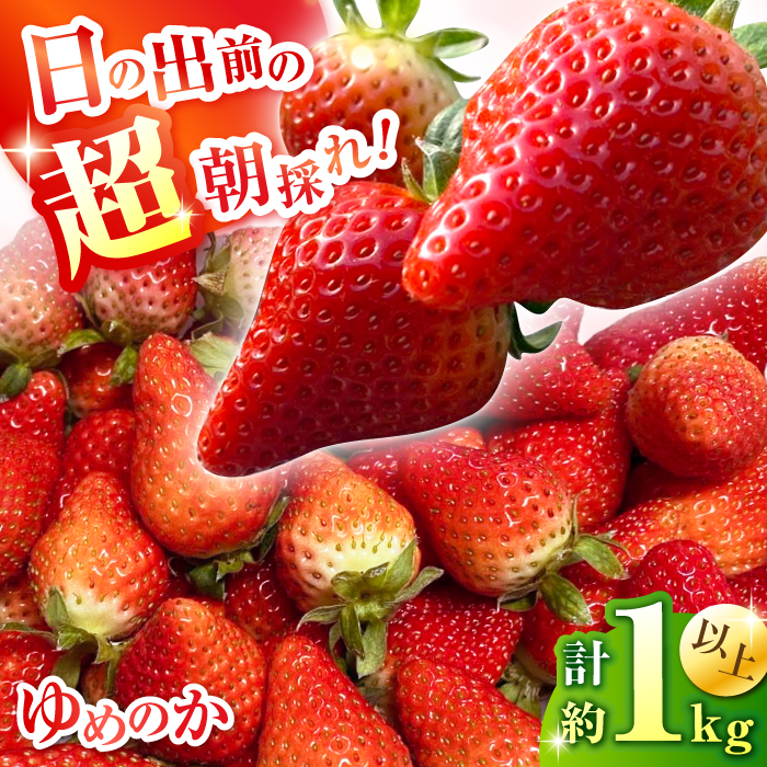 【2025年1月中旬〜発送】【数量限定】いちご「ゆめのか」 約260g × 4P / イチゴ 苺 フルーツ 果物 産地直送 朝摘み / 南島原市 / O\' Berry! [SGA001]