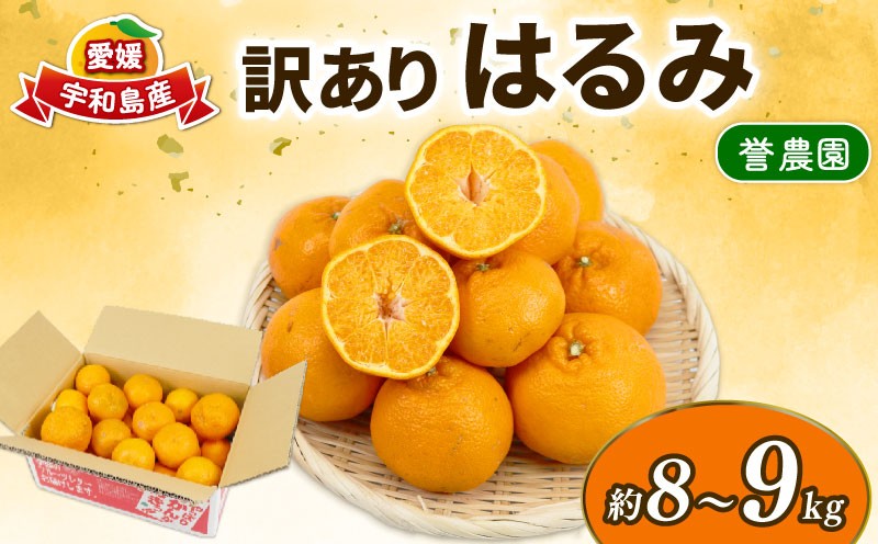 
                  訳あり はるみ 8 ～ 9kg 誉農園 先行予約 柑橘 みかん mikan 蜜柑 愛媛みかん 愛媛ミカン 愛媛蜜柑 果物 くだもの わけあり 訳アリ 訳あり品 訳有り フルーツ 産地直送 数量限定 国産 愛媛 宇和島 B010-138012
                