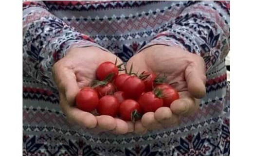 M013　フルーツミニトマト