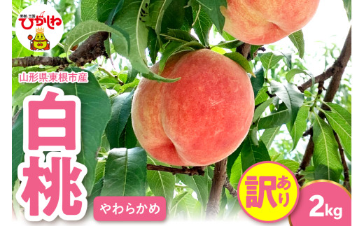 2025年産 【訳あり】白桃（柔らかめ） 2kg 山形県 東根市 hi082-009-1