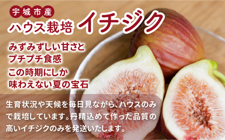 イチジク ハウスイチジク 約4kg（約250g×16パック） 【合同会社宝Farm】 【6月上旬から8月下旬発送予定】※離島配送不可 宇城市産イチジク 国産イチジク 熊本県産イチジク