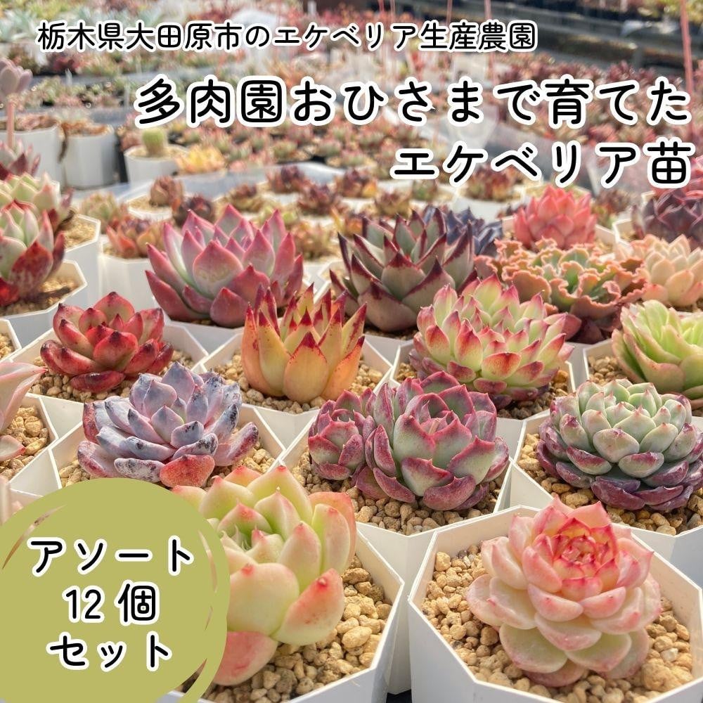 
【多肉植物】エケベリア苗アソート12個セット
