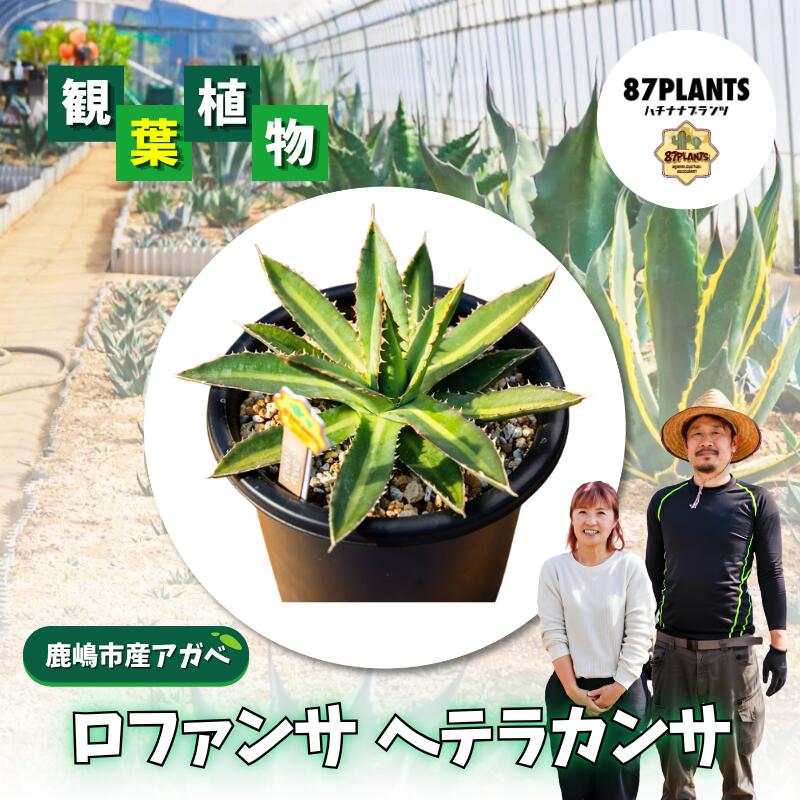 【ふるさと納税】 ガーデニング 多肉植物 アガベ ロファンサ ヘテラカンサ 園芸 花 フラワー 観葉植物 リュウゼツラン 白覆輪 Agavelophantha 茨城県 鹿嶋市