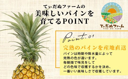 《2025年5月上旬頃より順次発送》【予約受付】石垣島産 ボゴールパイン 2～3個セット 約2㎏【産地直送 石垣島産 石垣 完熟 パイン パイナップル スナックパイン ボゴール 】TD-2