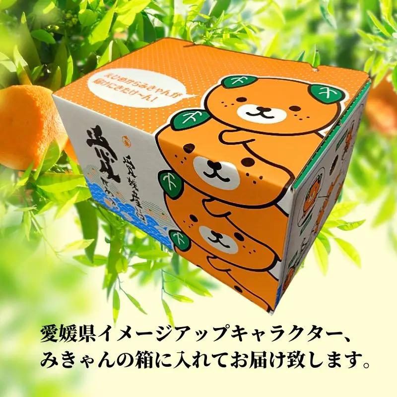 【2027年2月下旬頃から順次発送】愛果48号 家庭用 約2.5kg あいか 期間限定 みかん 柑橘 愛媛県産【PT049】