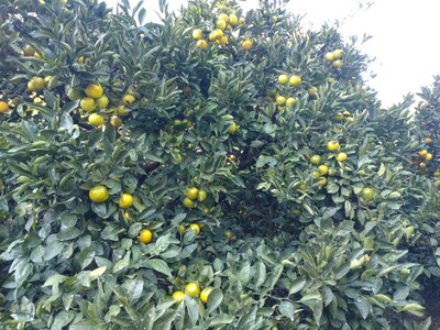 【周防大島産】宮川早生みかん（早生種）10kg